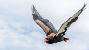 andBeyong The Bateleur