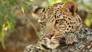 leopard in south africa